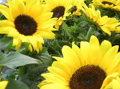 Sonnenblumen