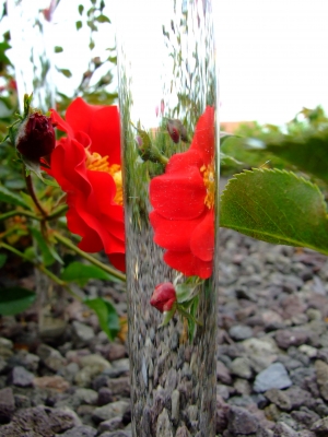 rose am glas