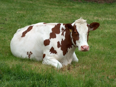 Kuh auf der Weide