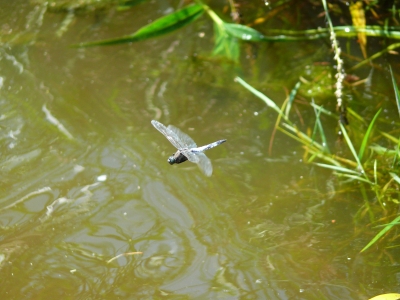 Libelle im Flug