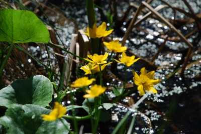 Blüten am Ufer