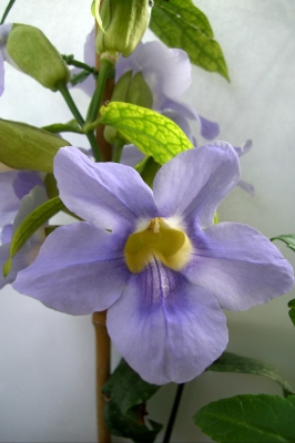 Thunbergia