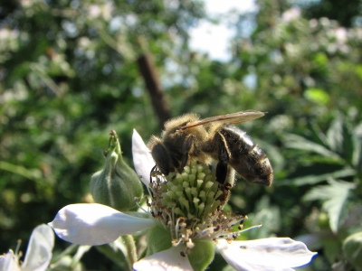 Biene auf einer Blüte