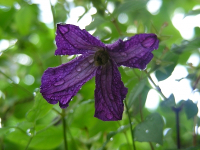 Waldrebe nach Regen