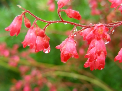 Purpurglöckchen nach Regen