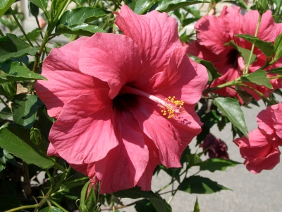 roter Hibiskus