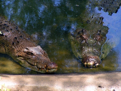 Krokodil 7