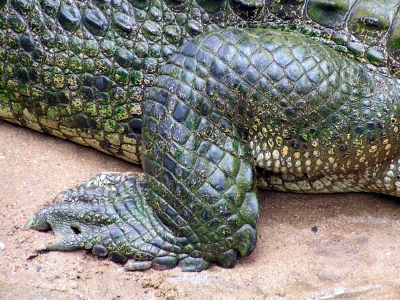 Krokodil 11