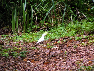 Gelbhaubenkakadu 3