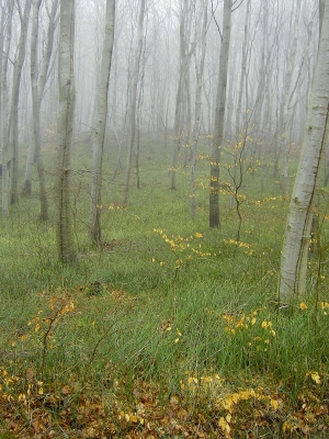 Buchen im Frühnebel