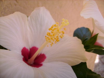 Hibiskusblüte