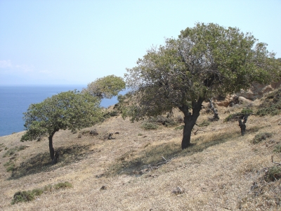 Bäume auf Nisyros (Greece)