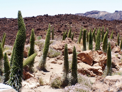 Kakteen vor dem Teide