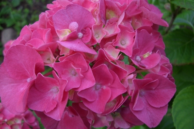 Hortensie 2  (Blüten offen)