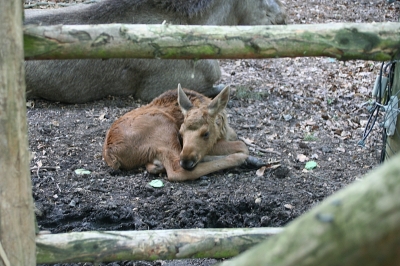 Elch,  im Mai geboren