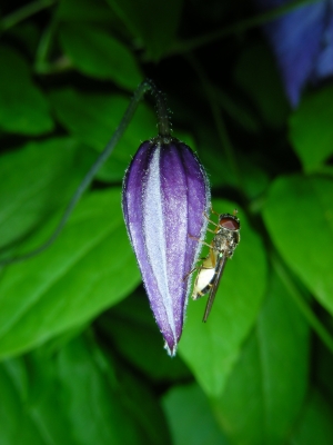 Knospe einer blauen Waldrebe - mit Schwebfliege