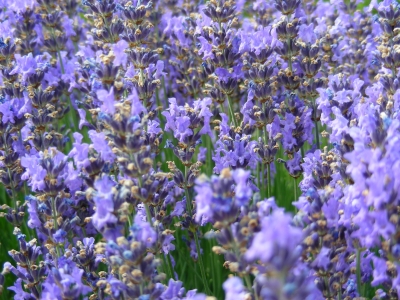 Lavendel