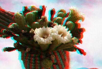 Kaktusblüte (3D-Bild)