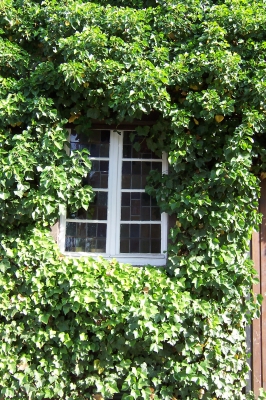 Fenster im Grünen