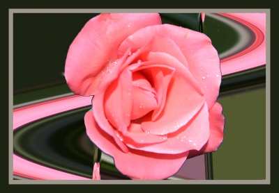 Rose mit Schwung