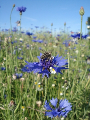 Biene auf Kornblume