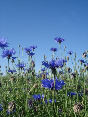 Kornblumen im Rapsfeld