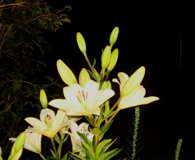 Lilie vor Nachthimmel - 2 -