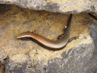 Skink