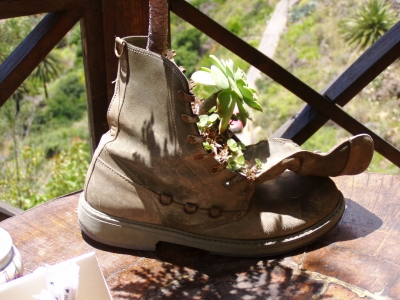 Kaktus im Schuh