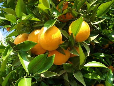 Kalifornische Orangen