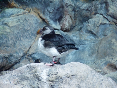 Papageientaucher