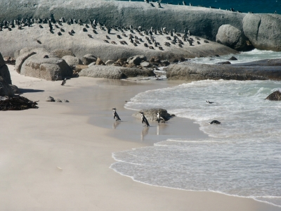 Pinguinkolonie vom Kap