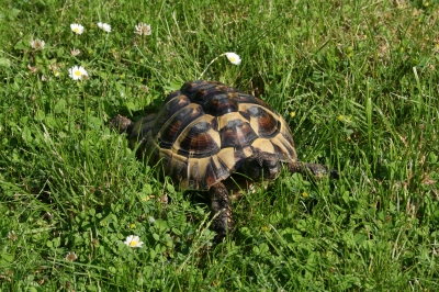 Schildkröte