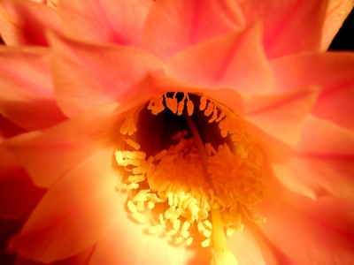 Blüte des Echinopsis -2-