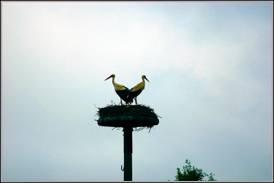 Siamesischer Storch ;-)