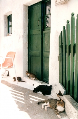 griechische Katzen