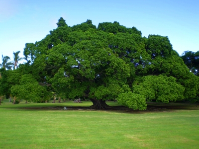 Baum auf Mauritius