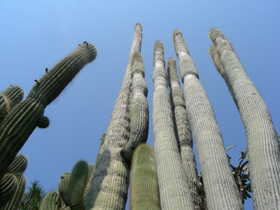 laaanger Kaktus