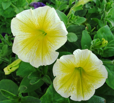 Petunien-Blüten