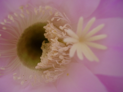 Echinopsis - Blüteninneres