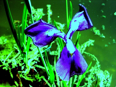 DIE blaue Blume