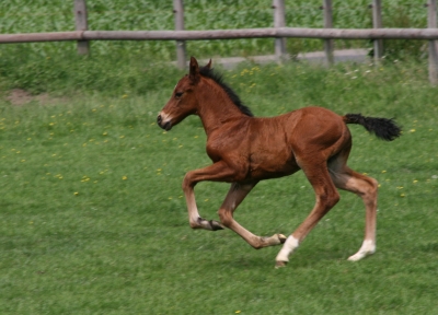 Fohlenspaß 2