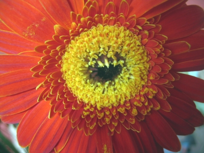 Gerbera