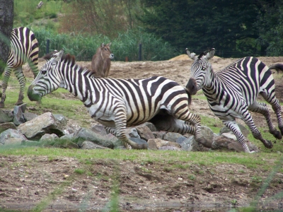 Zebras im Burgers Zoo (Arnheim)
