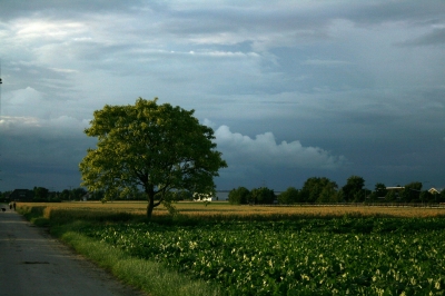 Baum im Feld