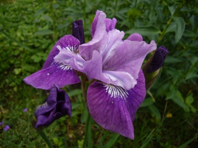 Iris Sibirica