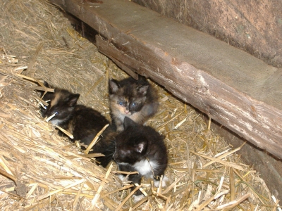 3 Babykatzen