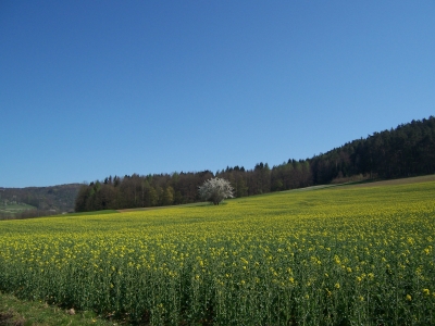 Weiss auf Gelb an Ostern