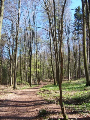 Lichter Wald