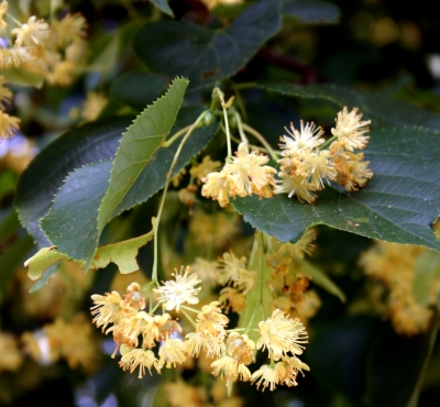 Die Linden blühen